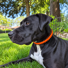 Load image into Gallery viewer, Handmade Paracord Dog Collar - Cobra Knot Weave